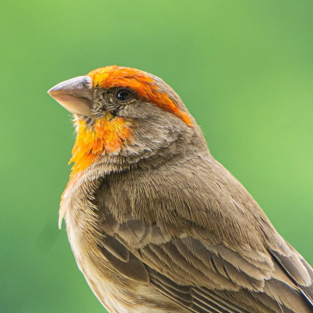 Close-up of a house finch with an orange head